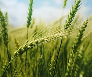 Ratgeber Vegane und nachhaltige Schuhe Umweltschutz Klimaschutz Tierschutz